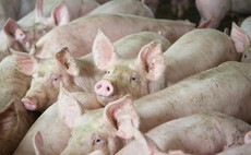 Police investigating suspected theft of nine pigs from Staffordshire farm