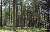 Panel prices soar on demand for wood chip