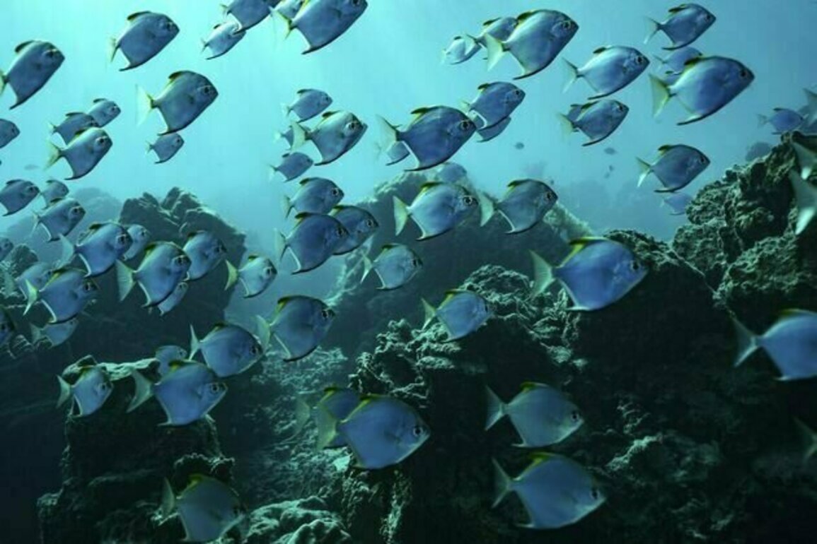 What the WTO's deal to curb fisheries subsidies means and what it could achieve