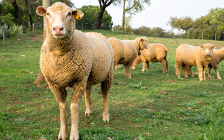 1,800 Portuguese farms affected by bluetongue