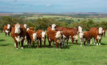 OPINION: Have beef prices reached a ceiling as consumers react to the rising cost of living?