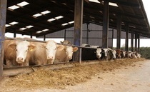 1400 people reject proposed beef Unit construction in Wiltshire