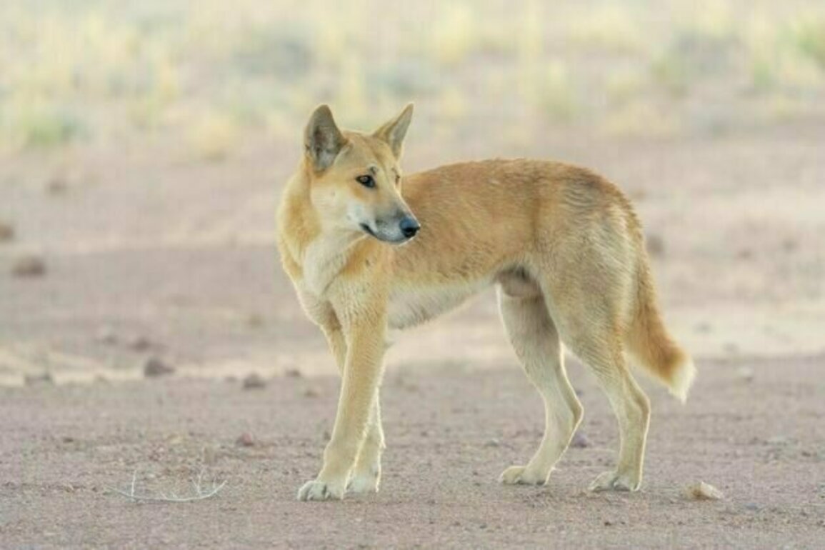 Farmers fear dingoes are eating their livestock - but predator poo tells an unexpected story