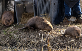 'Nature's engineers': Nattergal launches first beaver-created biodiversity credits