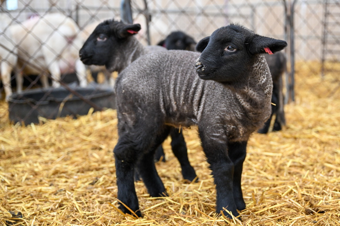 CHINA-XINJIANG-LAMB BREEDING-DEVELOPMENT(CN)