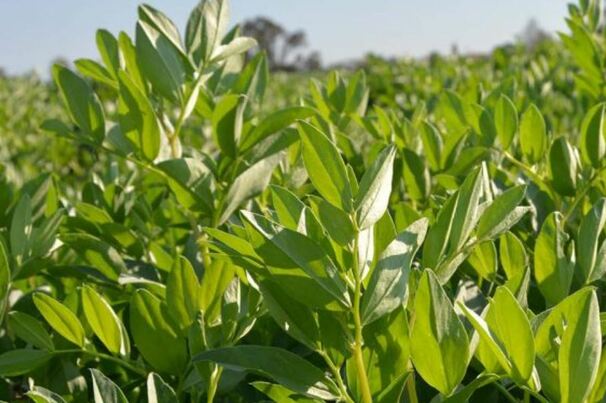 A healthy pulse crop harvest is expected for Australia this year. Photo courtesy GRDC.