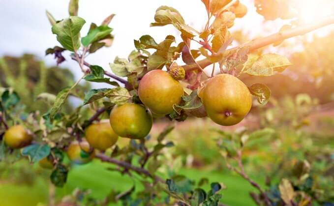 Thatchers Cider managing director Martin Thatcher said: "The administrative burden created by new taxes and policies including extended producer responsibility, deposit return scheme, changes to Inheritance Tax, business rates, national insurance rises and on-going duty rises, are all placing significant pressure on our industry."