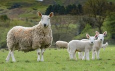 Farmer lambs additional flock for friend hospitalised by Covid-19