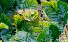 Growers alerted to new disease threats