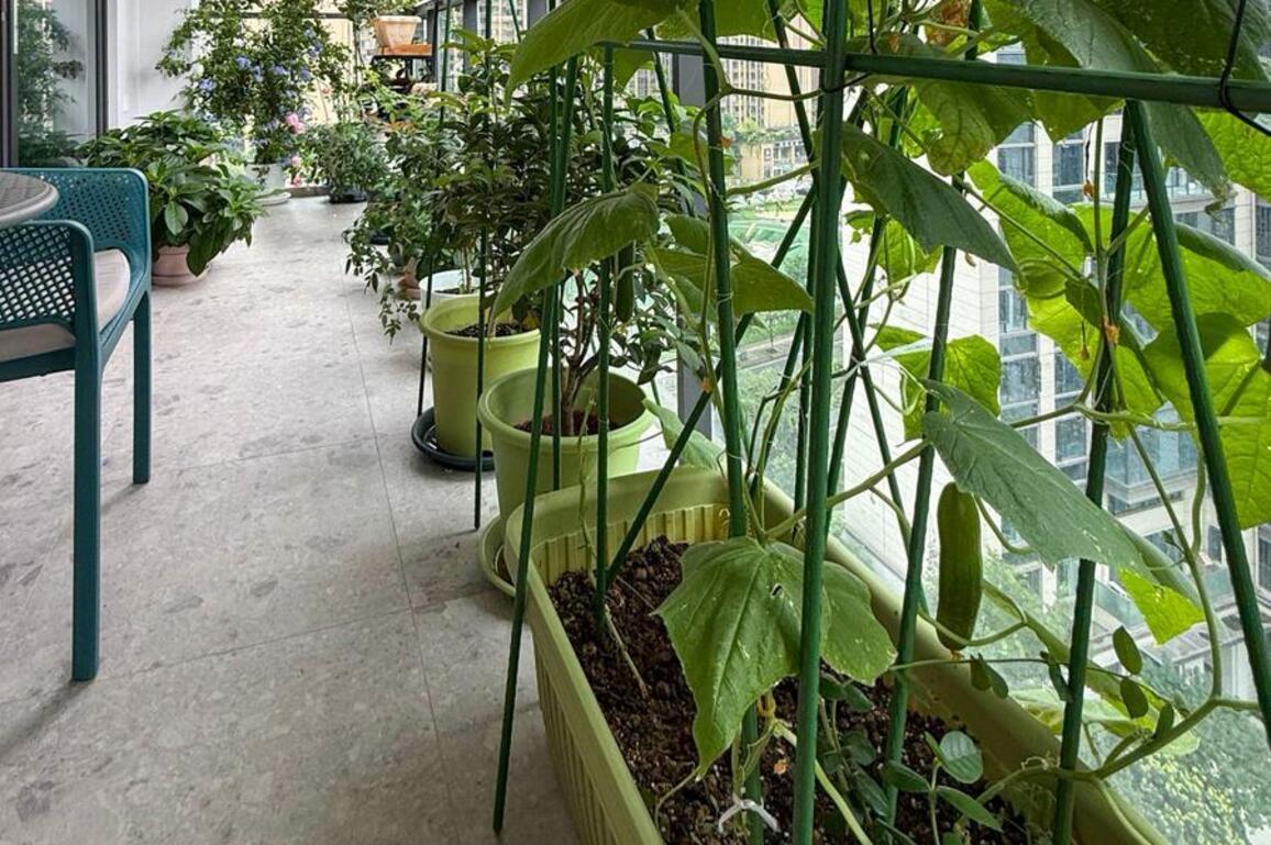 Balcony crops take root as China's tech-savvy urbanites turn concrete into greens