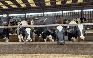 The Johne's disease journey: How one dairy farm went from red to green in five years