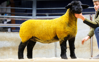 Ballynacannon lamb tops Dark Diamonds sale