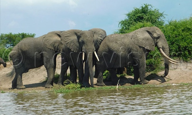 Uganda's wildlife recovering Uganda's wildlife recovering
