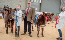 Strong entry at Rising Stars Beef Shorthorn Calf Show