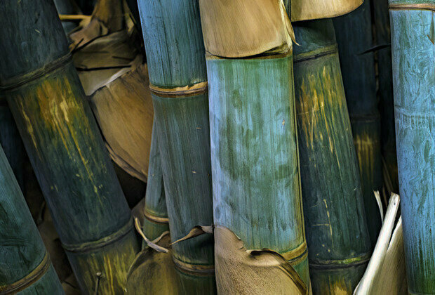 Kenya launches China-supported bamboo initiative against floods