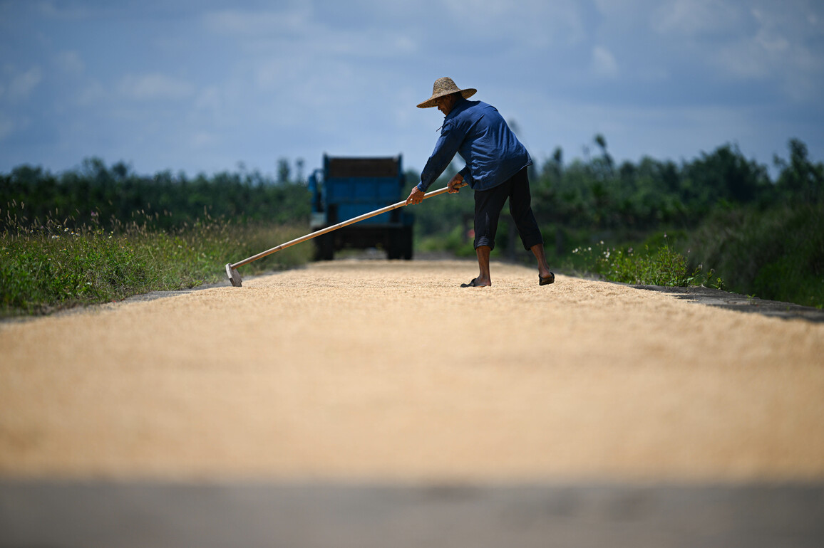 (HainanOutlook) CHINA-HAINAN-QIONGSHAN-RICE-HARVEST (CN)