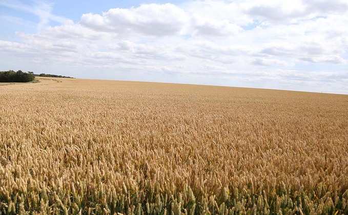 Defra to consult on Hertfordshire gene edited wheat trial