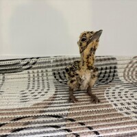 Great Indian Bustard comeback: 82 birds now at Jaisalmer conservation centers