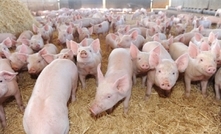 Pork CRC sow welfare breakthroughs