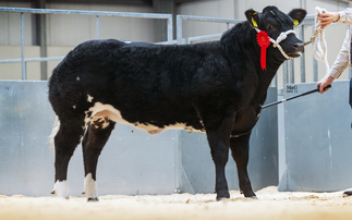 New commercial cattle record of £16,000 set at Carlisle for British Blue cross heifer