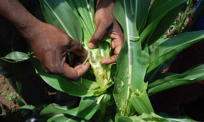 Panic in farming districts over caterpillar outbreak Panic in farming districts over caterpillar outbreak