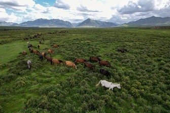 New study unveils grassland restoration enhances crop yields by regulating local climate
