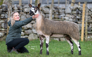 Hewgill hogg sets breed record at Hawes Honeys