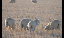  The NFF has welcomed a National Ag and Climate Change Statement but is disappointed at ag ministers' silence on live sheep exports. Photo Mark Saunders.