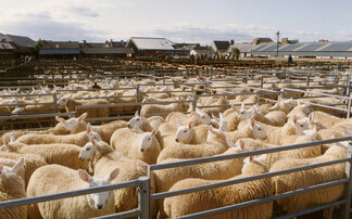 Farming sector warns it will 'suffer' as new bluetongue restrictions come into force
