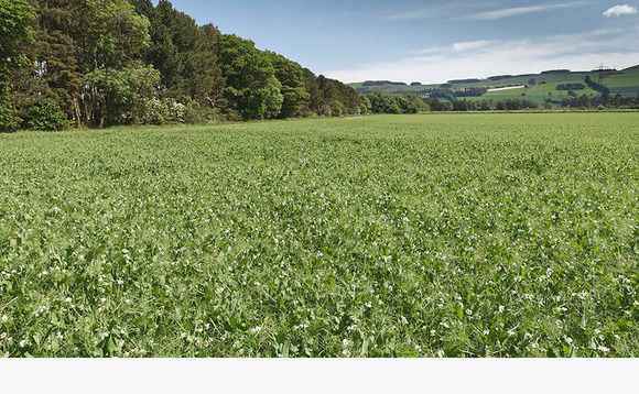 Grower gives his top tips on a successful pea crop