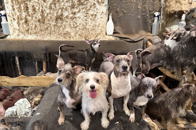 SDHS takes in dozens of dogs, pups from apartment