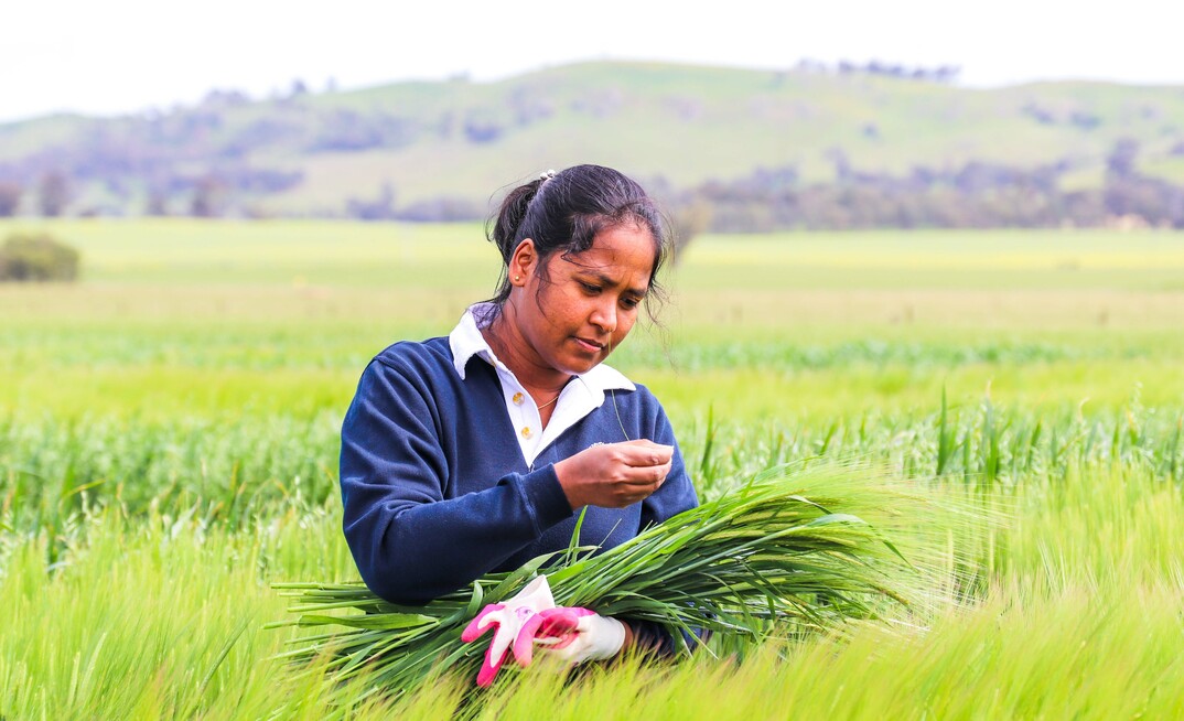 Sineka Munidasa, Research Assistant, at The University of Melbourne’s Dookie Campus in north-east Victoria.  Photo courtesy Victoria Drought Hub.
