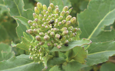 High pollen beetle migration risk - assess thresholds before spraying