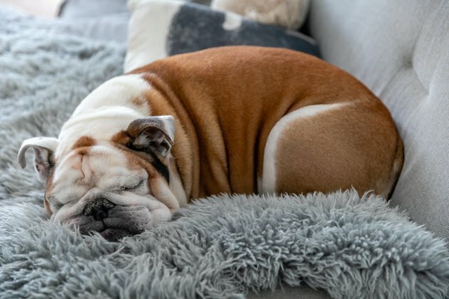 The health of British bulldogs is nothing to be proud of