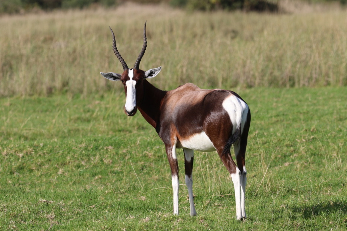 Cape Town Joins the Global Movement for Biodiversity in the 2025 City Nature Challenge