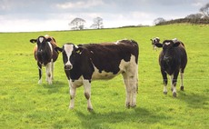 Maximising farmgate prices top priority for Arla