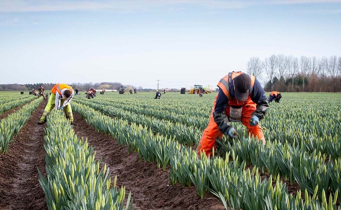 Home-grown labour series: Attracting domestic workers into horticulture