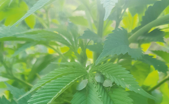 Cereals 2021: Call for arable farmers to consider growing hemp