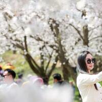 FlyOverChina | A Floral Journey of Gui'an's Epic Cherry Blossoms