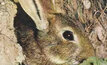 WA landholders asked to support rabbit research