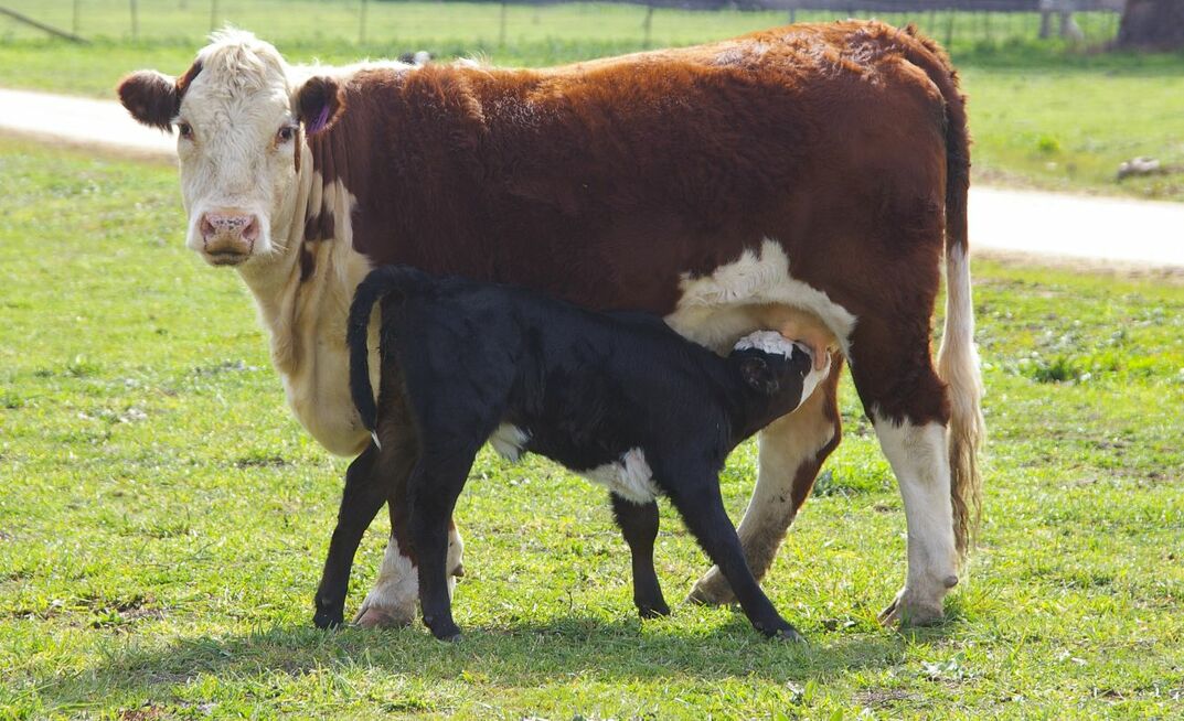 Careful animal health and nutrition management can help reduce the risk of dystocia at calving. 