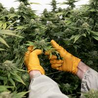 Readers Write- Cannabis taxes, generational differences, Lola Perpich, trans athletes