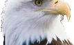 Eagle to take flight inside a week