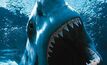 Live exports don't cause shark attacks: ALEC