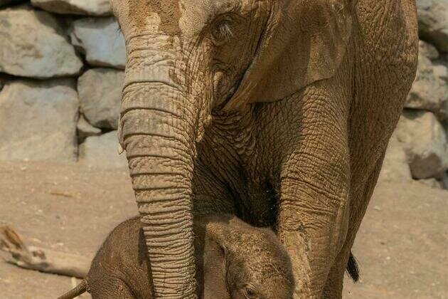 Sharjah Safari welcomes its fifth African Savannah elephant; first ring-tailed lemur twins
