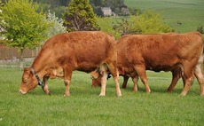 Potential of virtual fencing to be trialled in Scotland