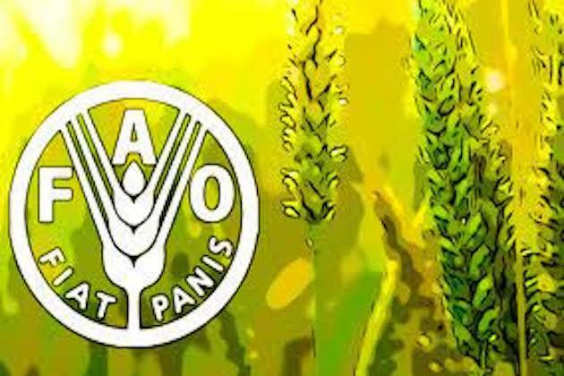 FAO raises its forecast for global cereal production in 2023