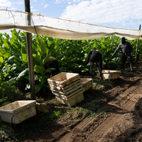 PODCAST- Is CT the tobacco capital of the world?
