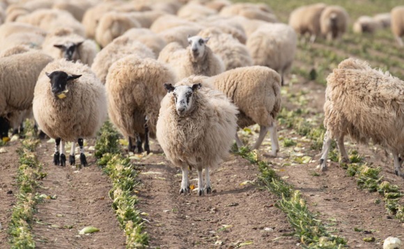 Building Better Resilience for your Business