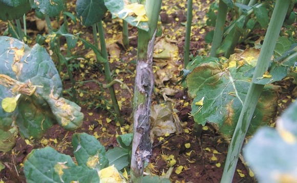 Sclerotinia prediction tool delivers high level of accuracy